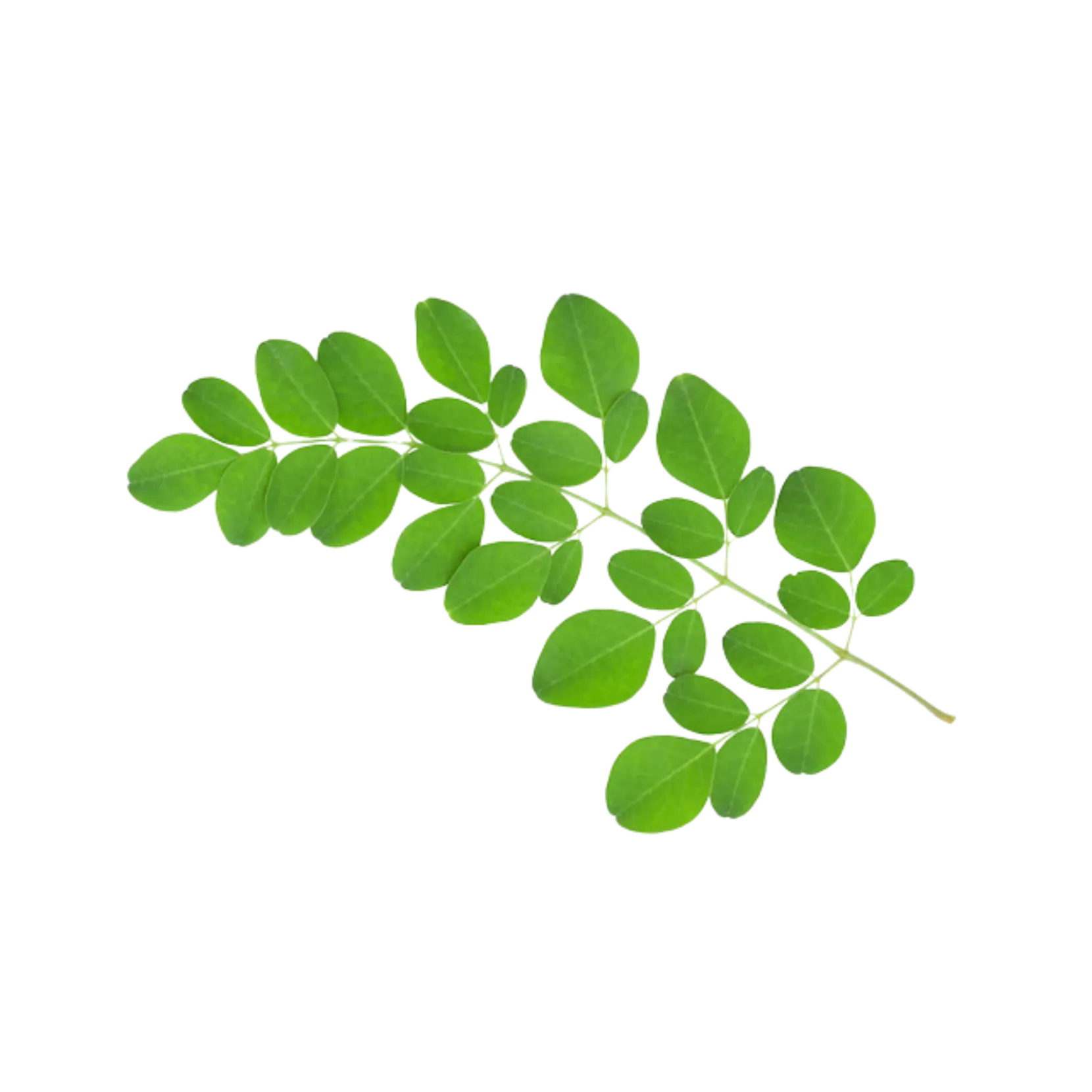 Drumstick Leaves (Moringa)