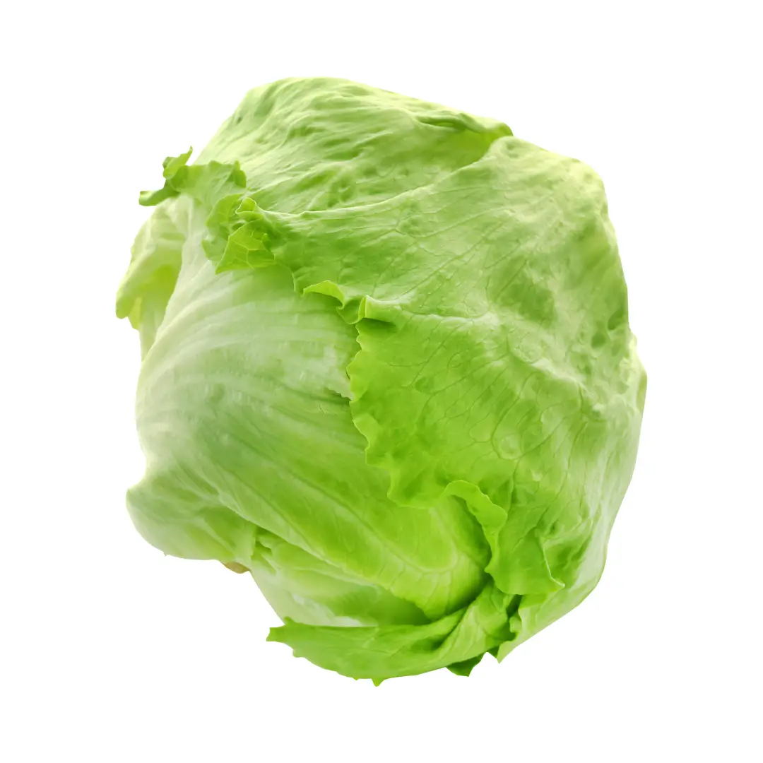 Iceberg Lettuce