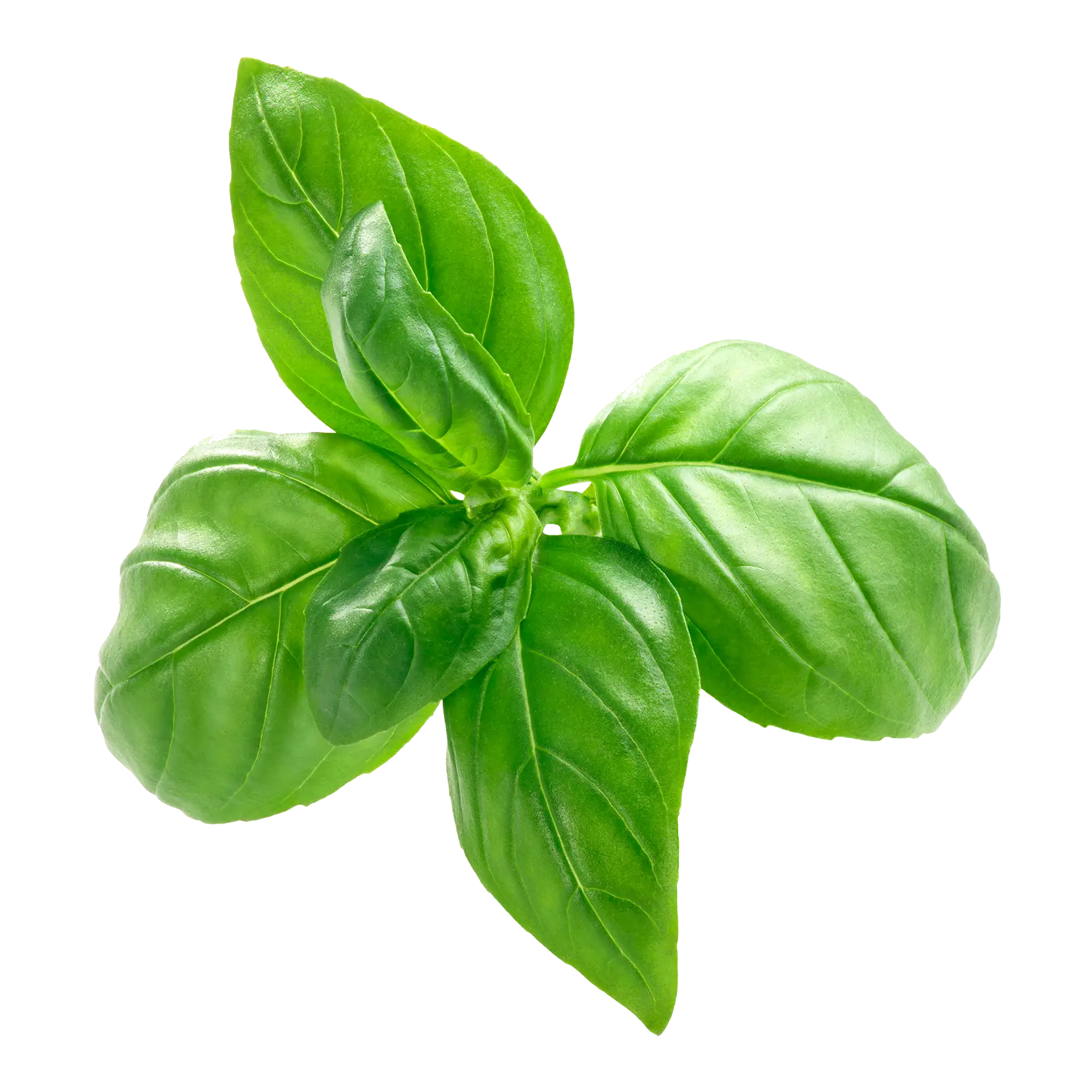 Basil Leaves