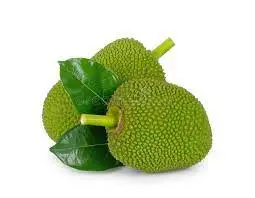 Raw Jackfruit