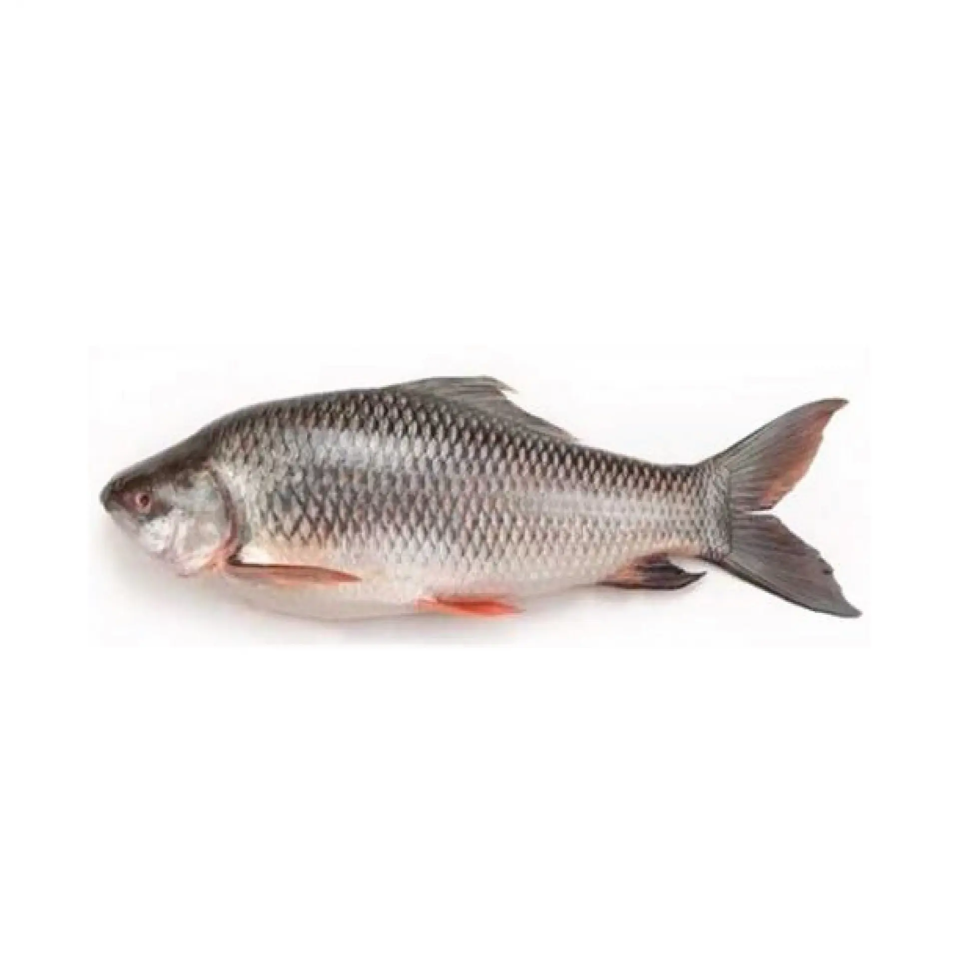 Rohu Fish