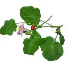 Thuthuvalai Leaves