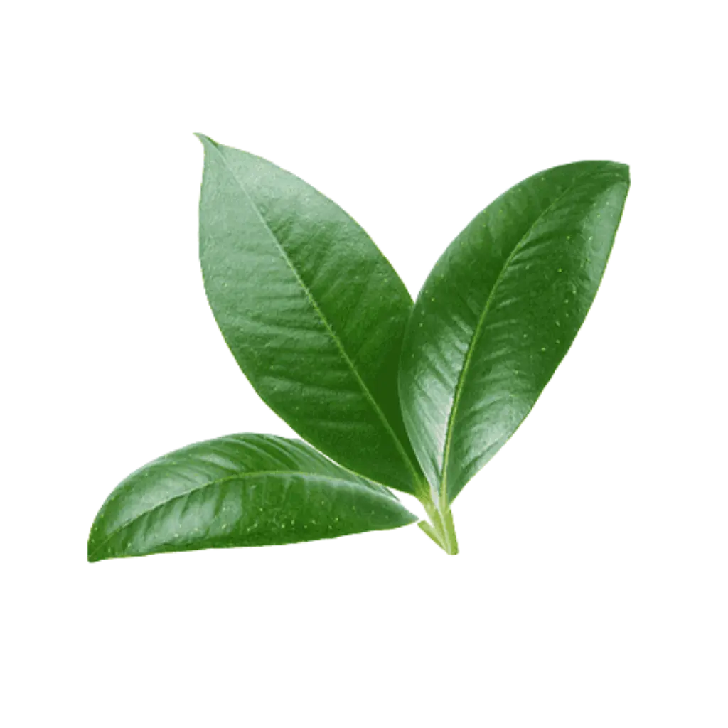Kaffir Lime Leaf