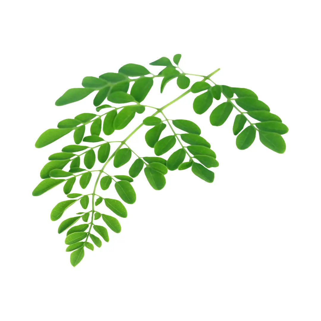 Moringa Leaves (Murunga Keerai)