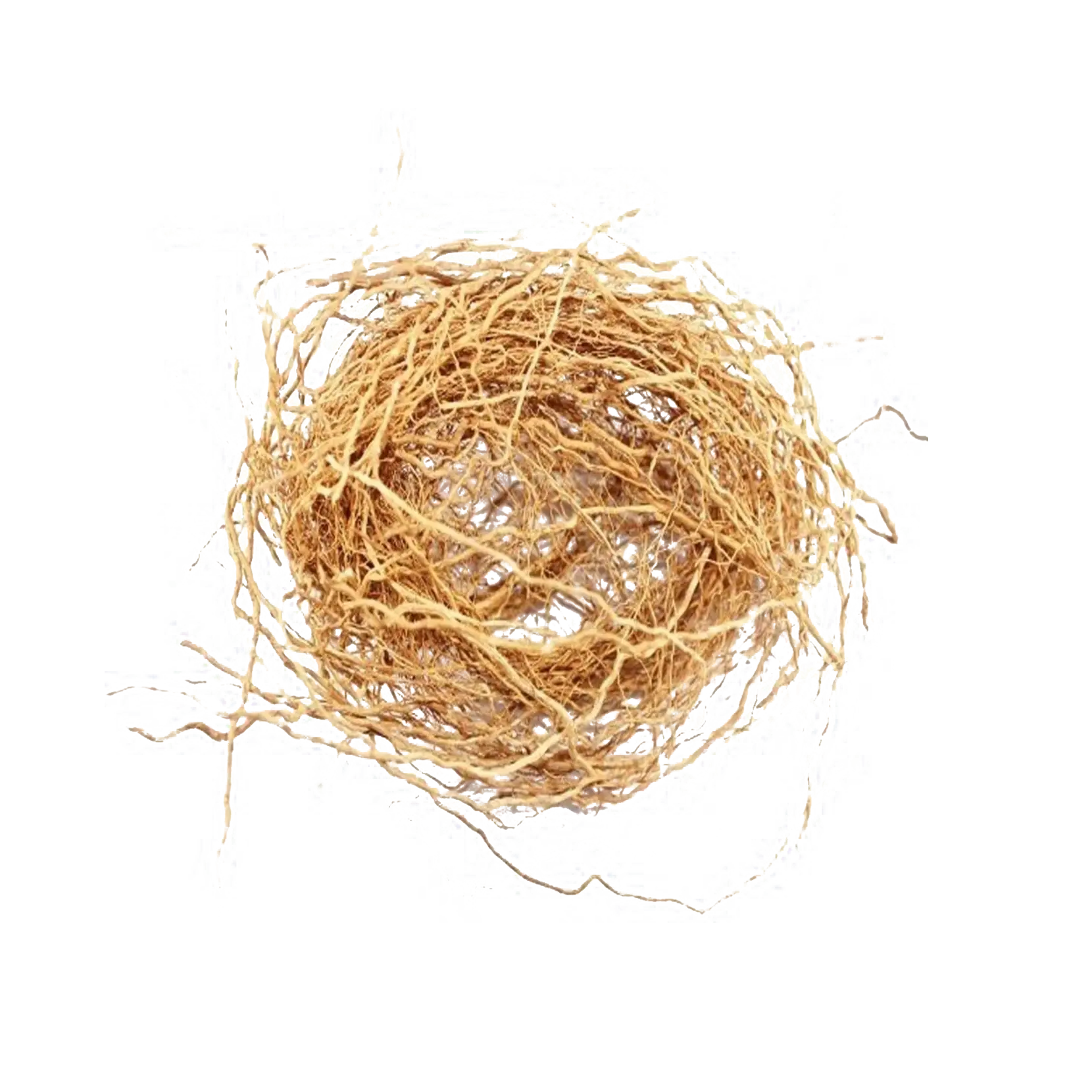 Vetiver
