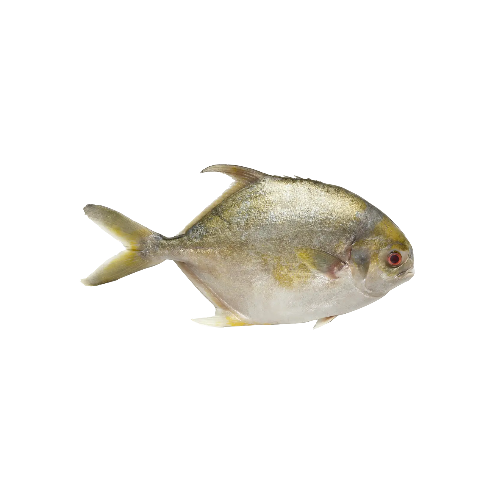 Fish (Pomfret/Seer)