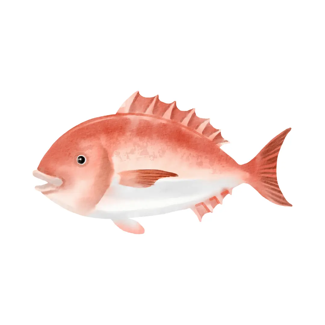 Snapper