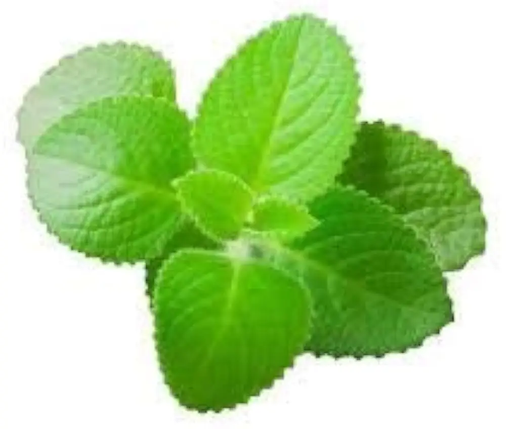 Karpooravalli Leaf