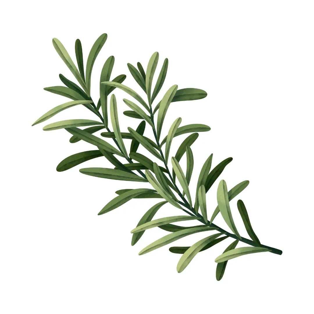Rosemary