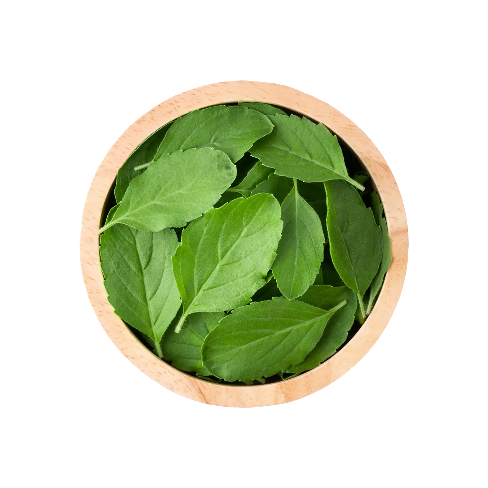 Tulsi (Basil)