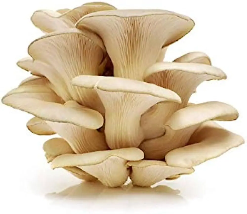 Oyster Mushroom