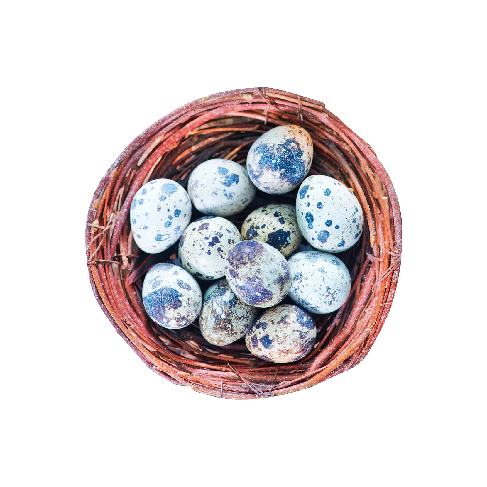 Quail Eggs