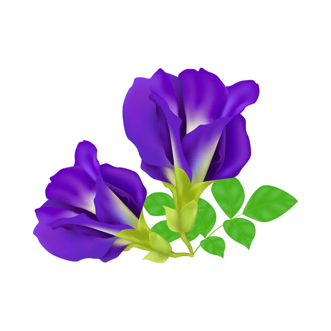 Butterfly Pea Flower