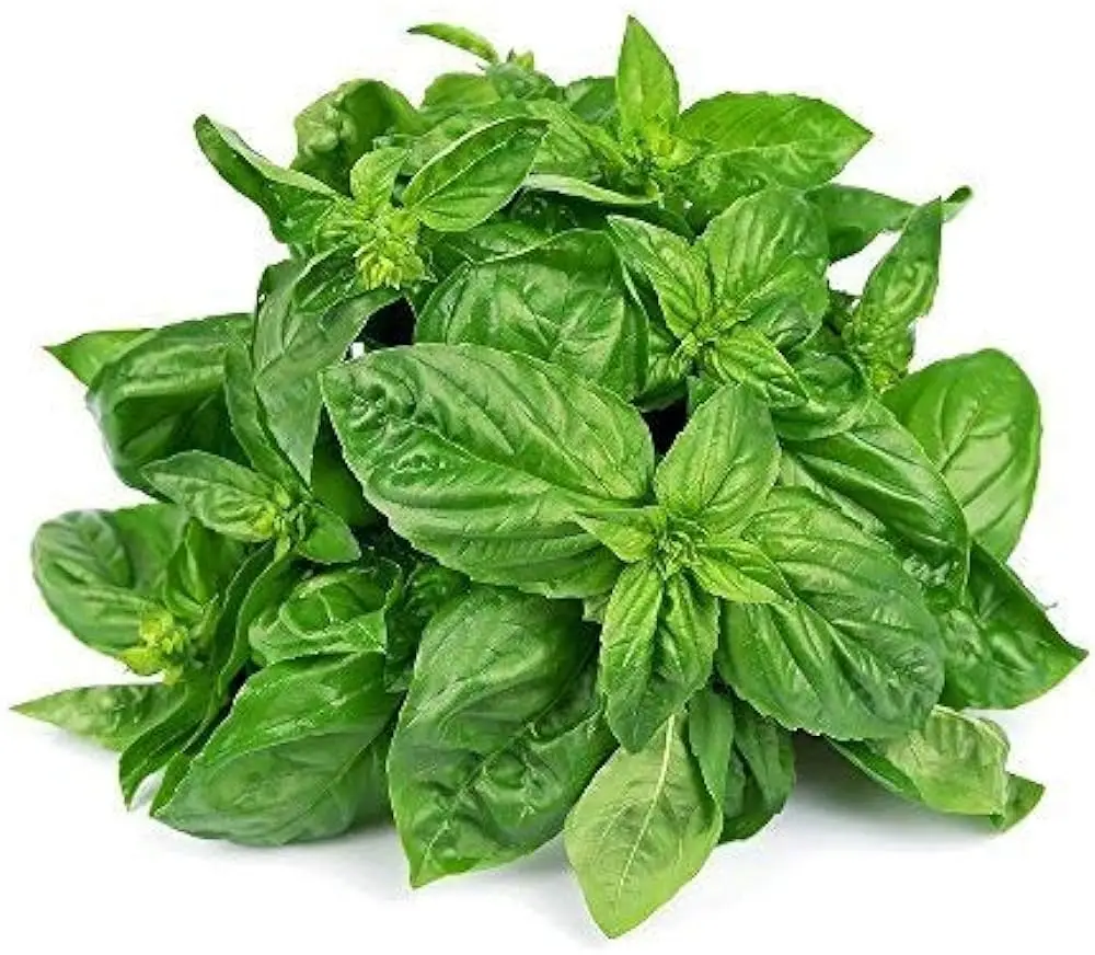 Basil Seeds