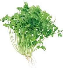 Coriander Stems