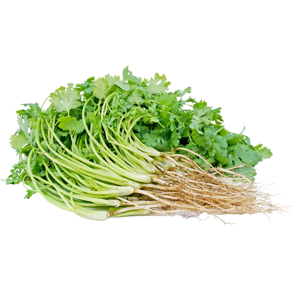 Coriander Roots