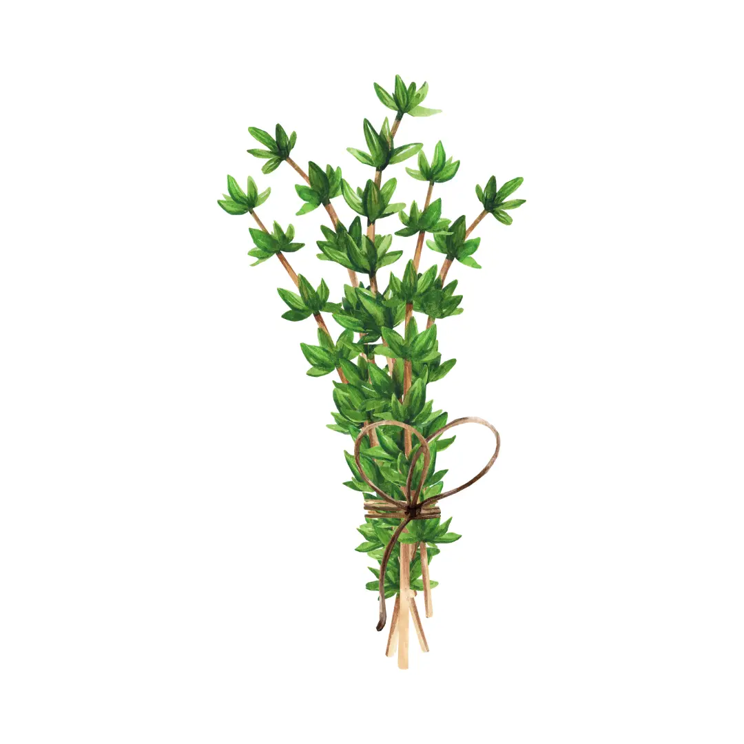 Thyme