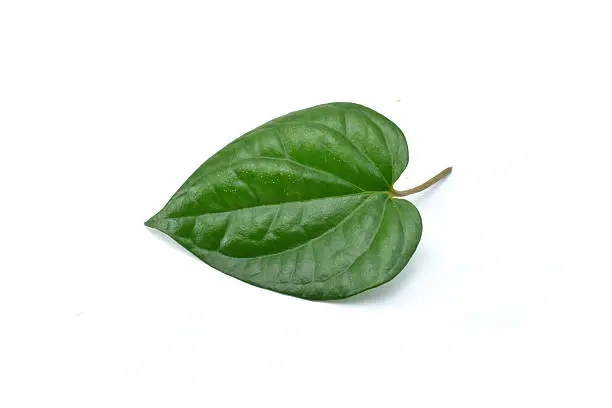 Betel Leaf