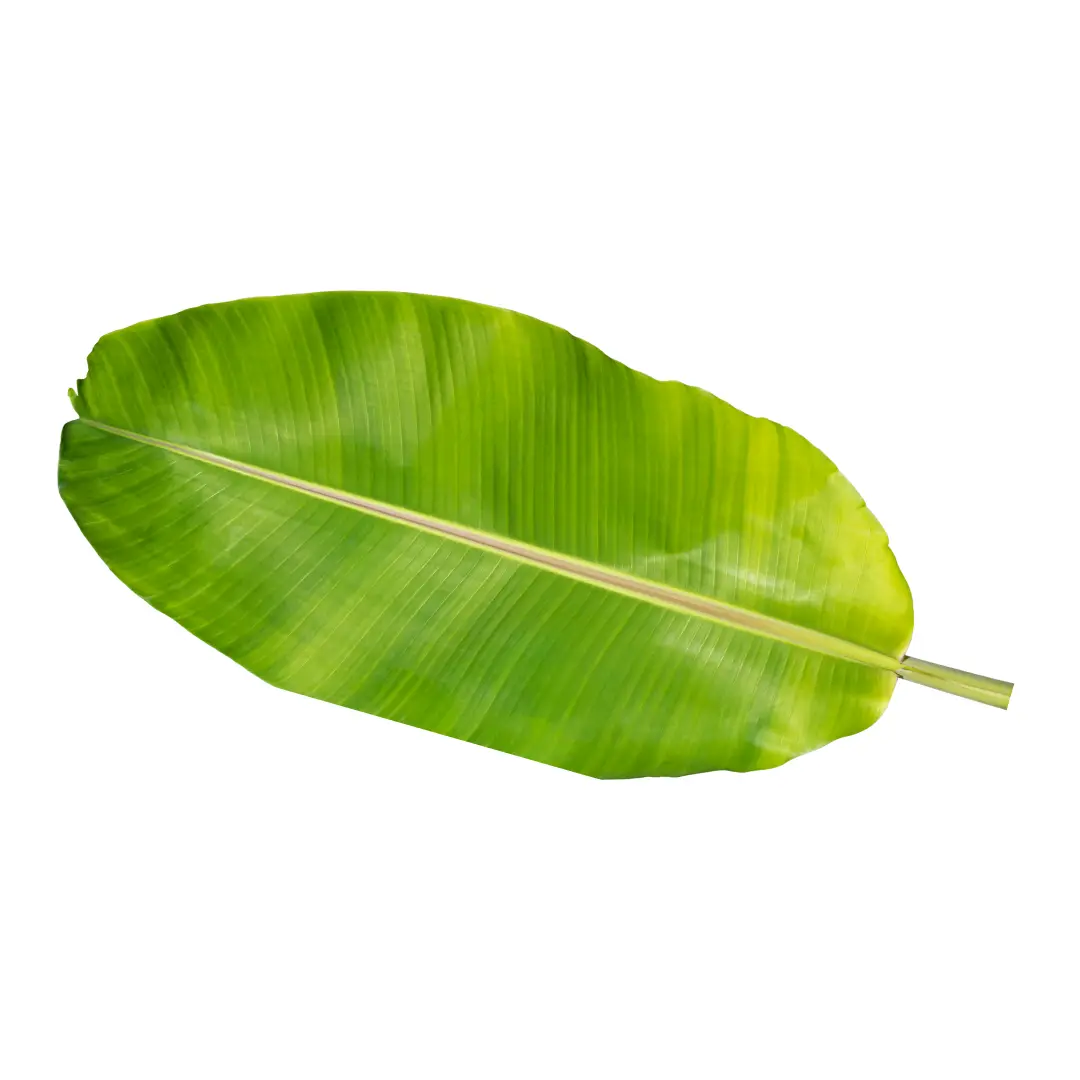 Banana Leaf