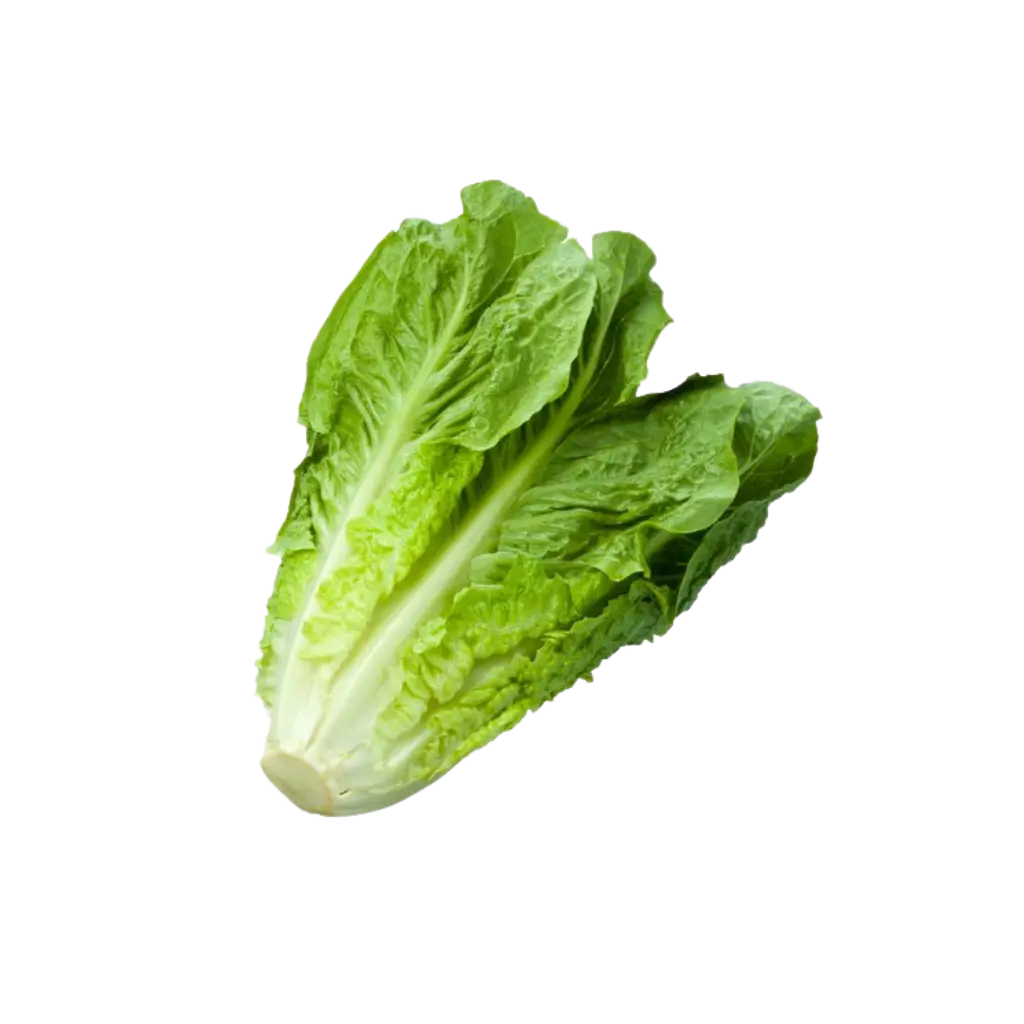 Romaine Lettuce